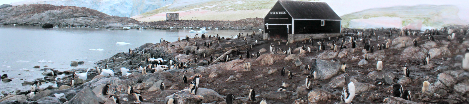 Gentoo Penguins at Chilean Station