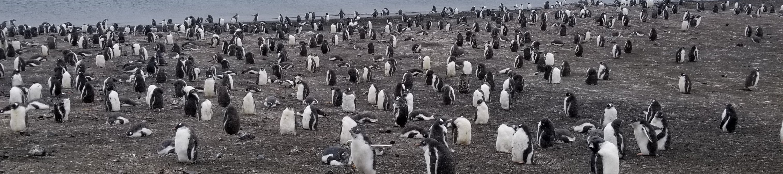 Landing at Barrientos Island - Penguins