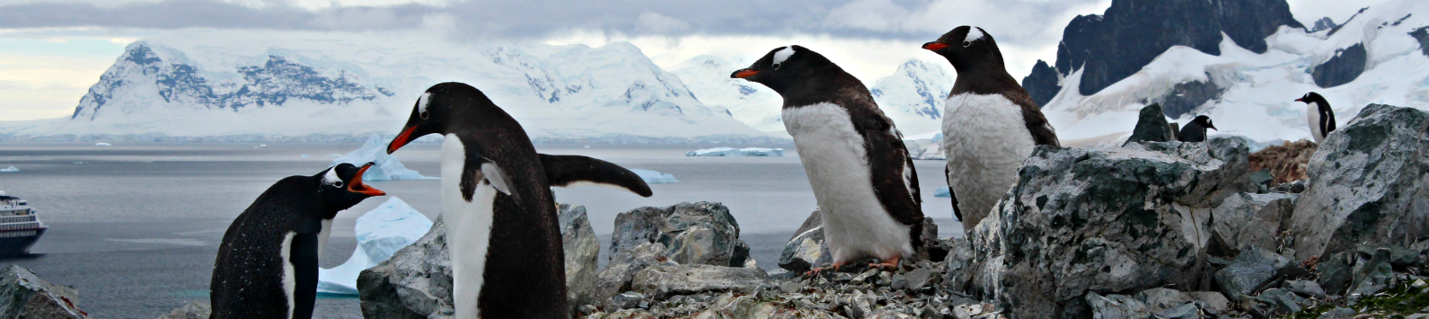 Penguins on Danko Island