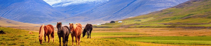 Horses in Iceland